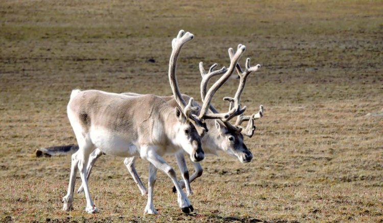 Peary Caribou at Qausuittuq National Park